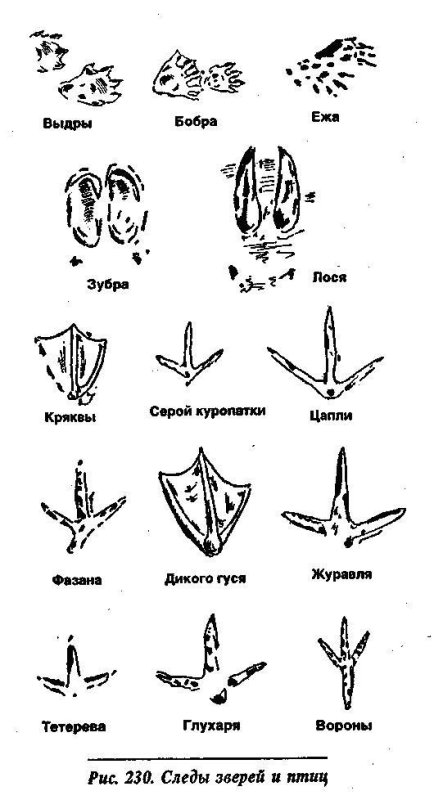 Следы птиц на снегу