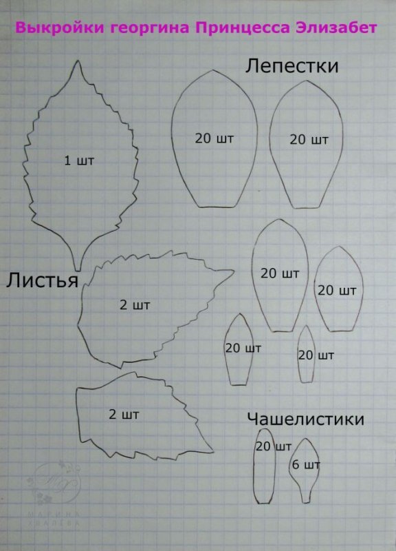 лепесток георгина