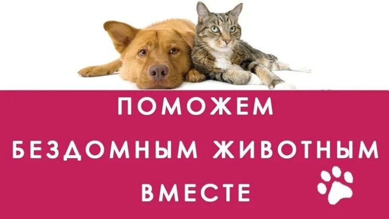 Акция помощь бездомным животным