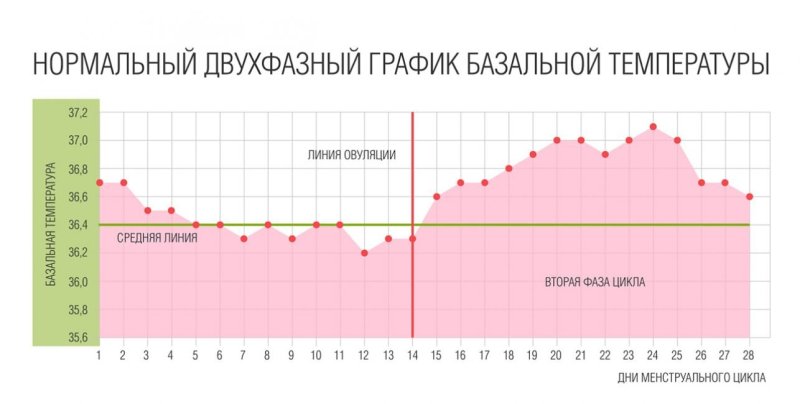 график базальной температуры при овуляции