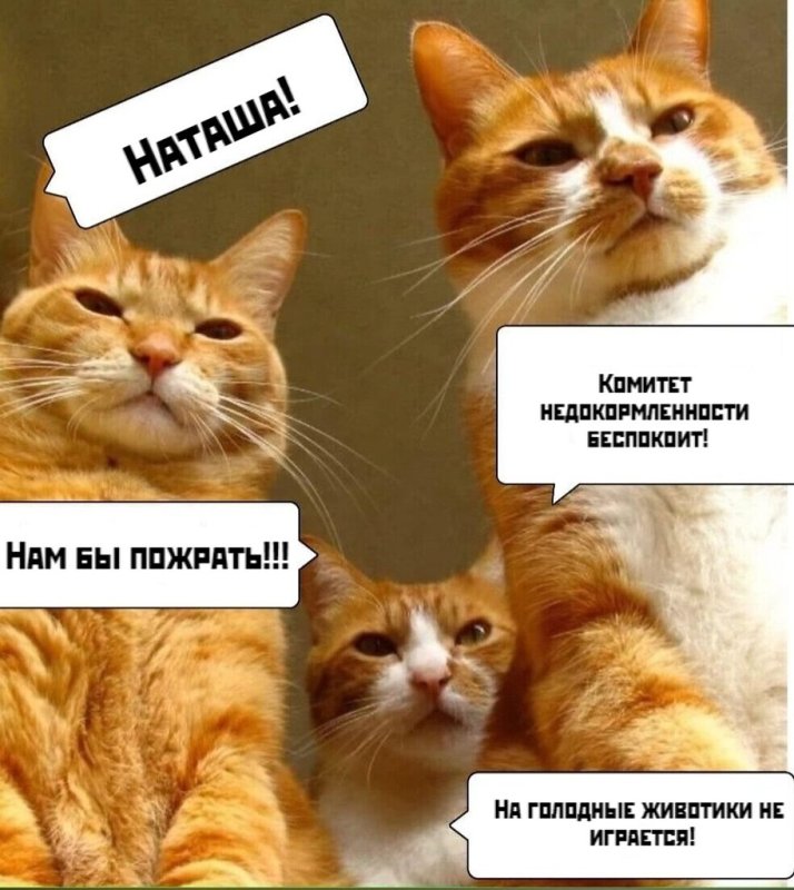 наташа коты